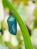 Monarch butterfly (Danaus plexippus) hanging from a plant in a chrysalis stage; Ontario, Canada