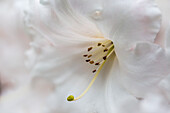 Extreme close-up of a white lily in the Japanese Gardens; Mayne Island, British Columbia, Canada