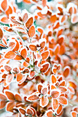 Hoar frost on a shrub's foliage; Surrey, British Columbia, Canada