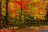 Trees in vibrant autumn coloured foliage and a rail fence lining a dirt road; Sutton, Quebec, Canada