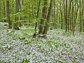 cold snap in spring, Baden near Vienna, Vienna Woods, Lower Austria, Austria