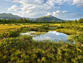 Seven Moser High Moor Nature Reserve, Kitzbühel Alps, hochkrimml, gerlosplatte, Pinzgau, Salzburg, Austria