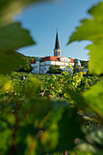 Pin in Gumpoldskirchen, vines, Thermal Region, Lower Austria, Austria