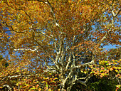 Sycamore, castle park laxenburg, Lower Austria, Austria