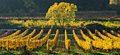 autumnal vineyards between Baden near Vienna and Lower Austria, Austria Search, Thermal Region