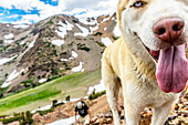 Close up of dog in alpine Sierra wilderness, Sierras, California, USA