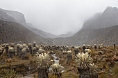 Frailejones (Espeletia) in Sierra Nevada del Cocuy, Boyaca, Colombia