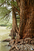 Roots of ahuehuetes growing along coast of Nazas River in Canon de Fernandez State Park, Durango, Mexico