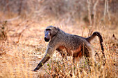 Baboon walking through grass in Kruger National Park, South Africa