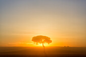 Beautiful natural scenery with silhouette of tree at sunrise, Villafafila Natural Park, Zamora, Castile and Leon, Spain