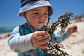 Baby boy playing with seaweed at beach, Perth, Western Australia, Australia
