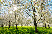 Idyllic scenery with blossoming cherry trees in the Eggenertal Valley in early spring. Schliengen, Baden-Wurttemberg, Germany