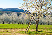 Idyllic scenery with ladder on blossoming cherry tree in spring, Eggenertal Valley, Schliengen, Baden-Wurttemberg, Germany