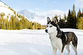 Ski touring dog posing in Sun Valley, Hailey, Idaho, USA