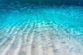 School of fish underwater at Waimea Bay, north shore of Oahu, Hawaii Islands, USA