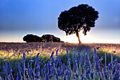 Lavender plantation, Brihuega, Guadalajara province, Castilla La Mancha, Spain
