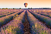 Balloon over Lavender plantation, Brihuega, Guadalajara province, Castilla La Mancha, Spain