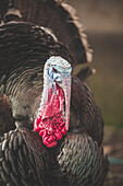 Headshot of turkey, Chilliwack, British Columbia, Canada