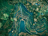 Aerial view of rice terraces, Tegallalang, Bali, Indonesia