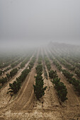 Vineyard landscape in fog, Pamplona, Navarre, Spain