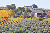 Europe,Italy,Umbria,Perugia district,Montefalco, Vineyards in autumn