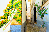 Flowers painted on the old houses of Rodi Garganico, Apulia(Puglia), Italy.