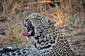 South Africa, Kruger NP, Leopard yawning