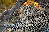 South Africa, Kruger NP,Cheetah Plains Private Game Reserve, Leopard at sunset