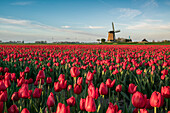 Field of red tulips and windmill on the background, Koggenland, North Holland province, Netherlands
