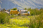 Scottish yellow sheeps, Isle of Harris, western scotland,United Kingdom