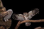 The Tawny owl feeds its young, Trentino Alto-Adige, Italy