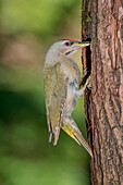 Grey-headed woodpecker on the nest, Trentino Alto-Adige, Italy