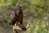 Common buzzard on branch, Trentino Alto-Adige, Italy