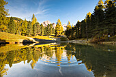 the beautiful biotope in Val Gardena (Gröden) with the Geisler Group in the background, Bolzano province, South Tyrol, Trentino Alto Adige, Italy