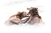 Brown bears (Ursus arctos alascensis), Brooks falls, Katmai National Park and Preserve, alaska peninsula, western Alaska, United States of America