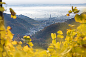 the village of Col San Martino (Farra di Soligo) framed by the yellow leaves of the vineyards, as seen from the road of wine, Valdobbiadene, Treviso, Veneto, Italy