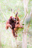 Bornean Orangutan, pongo pygmaeus, Tanjung Puting National Park, central Kalimantan, Borneo, Indonesia, Asia