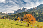 Funes Valley, Dolomites, province of Bolzano, South Tyrol, Italy, Autumn colors in the Funes Valley with the Odle peaks in the background