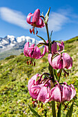 Close up of Lilium martagon in bloom, Val Dal Fain, Pontresina, canton of Graubünden, Engadine, Switzerland