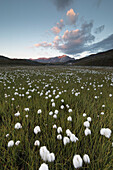 Sunrise on fields of cotton grass, Gavia Pass, Valfurva, Valtellina, Lombardy, Italy
