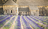 Senanque abbey, near Gordes, Provence, France