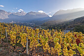 Sunset on Introd city from vineyards in autumn, Aosta Valley, Italy, Europe