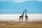 Tanzania, Africa,Lake Manyara National Park,two young giraffes
