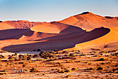 Sossusvlei, Namib desert, sand dunes during the golden hour. Namibia, Africa