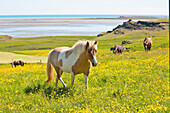 wild horses, Sudurland, South Iceland, Iceland