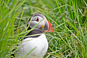 Common atlantic puffin among the grass, Borgarfjordur Eystri, Austurland, Eastern Iceland, Iceland