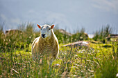close up of a yellow sheep, Isle of Harris, western scotland,United Kingdom