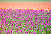 Multicolored fields of tulips in bloom, Noordoostpolder, North Holland, netherlands