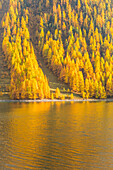 A wood of larches in autumn reflected in Livigno lake at sunset. Valtellina, Lombardy, Italy