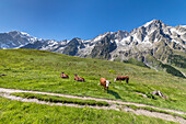 Cows grazing in Val Ferret in front of the Mont Blanc (Alp Lechey, Ferret Valley, Courmayeur, Aosta province, Aosta Valley, Italy, Europe)